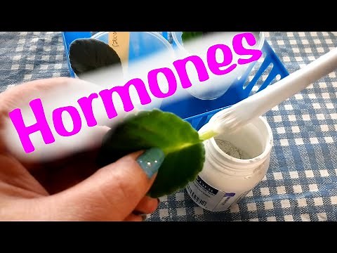 Propagating African violet leaves in water with rooting hormones vs without hormones **science exp**