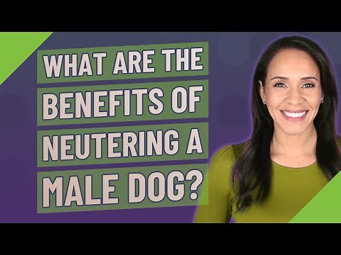 What are the benefits of neutering a male dog?