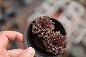 Echeveria Longissima- Live Succulent - Etsy UK