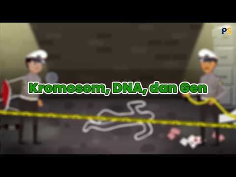 Biology Grade 12: DNA Sampling Techniques for Genetic Analysis, Chromosomes, DNA, and Genes