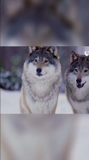 Thrilling Wildlife Chase Wolves vs Bison Epic Battle for Survival