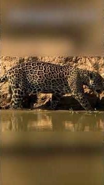 Cheetah, leopard, jaguar: how to distinguish.