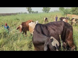 Beautiful Cows Grazing in the Field | Peaceful Morning Village Life