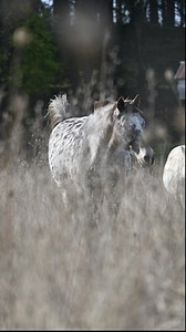 24K views · 1.1K reactions | River is starting to look like a big mama! #foundationappaloosa #appaloosa #appaloosahorseclub #aphc #leopardappaloosa #ranch #horseranch #equine #equestrian #country #horse #horses #caballos #cavalo #pferd | Jack Creek Appaloosas | Facebook