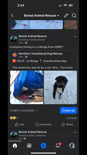 We responded to an urgent call of a dog hit by a car on Christmas Eve in GMB! 😭🥹🐶💔 He’s on his way down south to get the veterinary help he needs!!!! ❤️‍🩹💐🥹🌎🎄🙌🏻🧘🏼‍♀️💗￼ | Boreal Animal Rescue