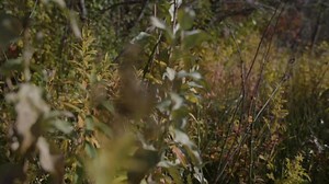 1.4K views · 41 reactions | Today, the BC Wildfire Service joins...