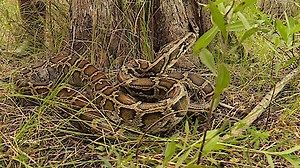 Watch Swamp People: Serpent Invasion Season 3 Episode 9 - Super Snakes