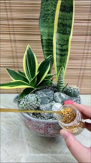 Sansevierias & Cacti with Gray Stones Accent🩶 #arrangement #sansevieria #cactusgarden #plantdecor #HomeDecor | Adela E