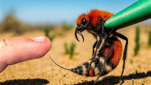 Terra Green S01:E05 - I Adopted the Weirdest Pets on Earth Walking Fish, Alien and Cow Killer!