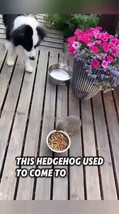 142K views · 3.6K reactions | The kind woman saved a mother hedgehog and helped it give birth #rescue #hedgehog | Loveable Stories | Facebook