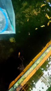 Fullgold Ribbon👌 Unli Guppies Farm | Ruter Amarillo