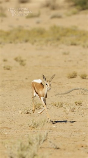 wow watch a beautiful moments Baby springbok pronking. #springbok #babyanimals #wildlife #viralvideo #1mviews