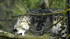 Download Snow leopard in zoo eating meat for free