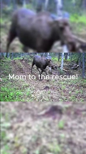 Can This Moose Family Escape The Wolves?