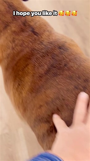 1.6K views · 116 reactions | He changed his toys for me everyday when I got home  #teddymyboyboxerlover #boxerdog #doglover #fblifestyle@top fans | Teddy and Me | Facebook