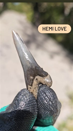 Oftentimes these epic teeth are mistaken for sand tigers, but make no mistake about it, lower snaggletooth specimens are in a league of their own! Overshadowed by the aesthetically demanding upper teeth, these guys deserve some recognition, too. Known colloquially as 'knuckleheads,' the tell-tale bump on the root is a dead giveaway to identifying these perfect necklace-sized gems. Topping off at around 2 inches, this lower hemipristis ( aka hemi) was in the upper tier of max size, and surely cam