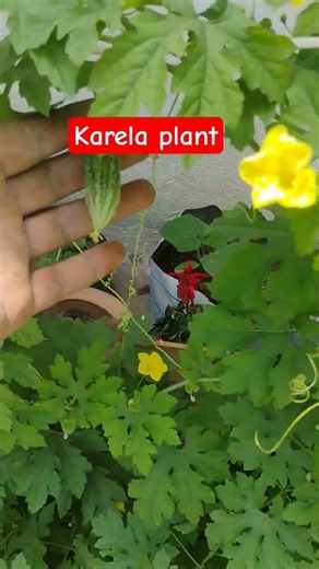 karele ka paudha#home garden#plant care#gardening tips#viral video