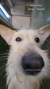 4K views · 488 reactions |  Adopted A5695061 ✰ Unknown -4/28/25-...