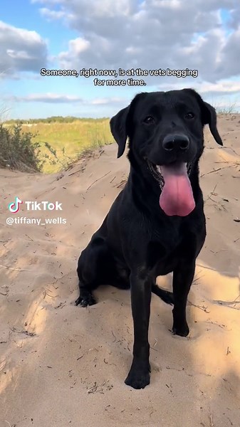 Always 🐾 #blacklabrador #bestfriend #bestman #sidekick #explorer