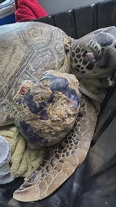 2K views · 6.4K reactions | New patient ALERT! ❤️‍啕 “Bubbles”, a...