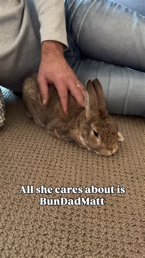 Puffytails Bunnies | Girl dad 🤭 Bunny Dad Spoiled Bunny House Bunny Lazy Day Bunny Life Cali | Instagram