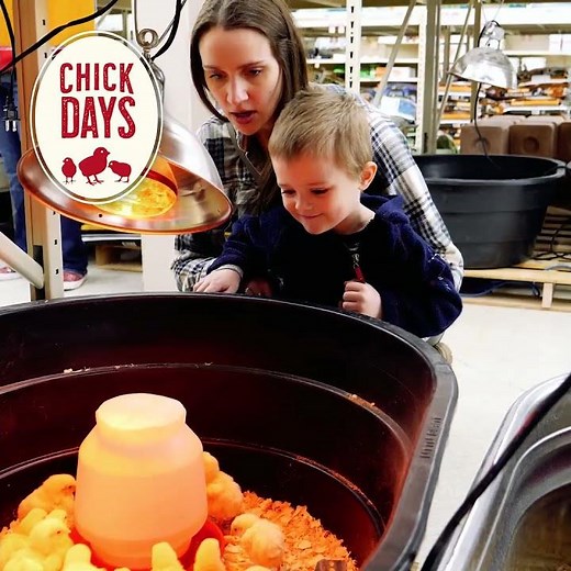 Chick Days are Back at Blain's Farm & Fleet | Order Now!