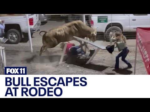 Rodeo bull hops fence, 3 people injured
