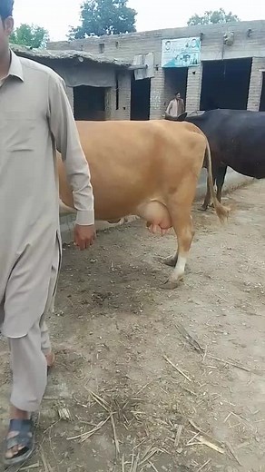 Understanding Brown Cows in Rural Settings