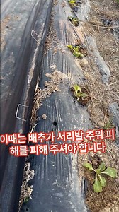 The key to growing spring cabbage is this: plant it early and do it this way.