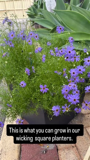 Did you ever wonder what you can grow in a wicking planter? Just dam#communitygarden #waterups #wicking #wickinggarden #raisedgarden #raisedgardenbeds #organic #organicgardening #homegrown #homegrownfood #homegrownveggies #water-saving #watersavinggarden #selfwateringgarden #apartment living #kalamundagardenfestival @water_ups @watercorporation @perth_greenthumbs @perth_tropicals @fruit_tree_man_perth @zanthorrea_nursery @perthveggiepatch @perthhillsveggieco @perthgardenfestival perth.mobile.nur