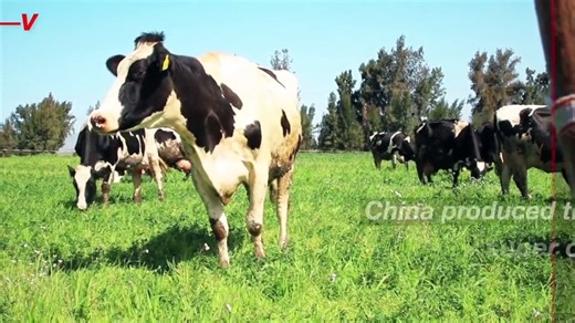 China Clones Three Super Cows to Boost Milk