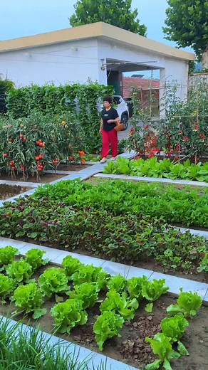 Organic Vegetables in nature’s village #organicfarming #freshproduce #homegarden #vegetablegarden #sustainableliving #villagelife | Green nature៚ | Facebook