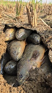 Amazing paddy field underground Koi fishing video #viral #fish #reels #fishing | Discovery Site