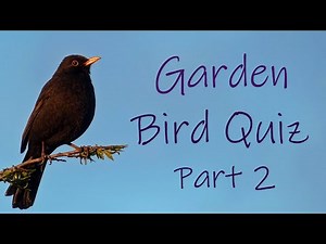 Guess the Bird from its Song or Call | Garden Bird Quiz Part 2
