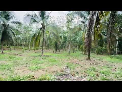 Prime 960 Perch Land For Sale Kuruwita, Rathnapura