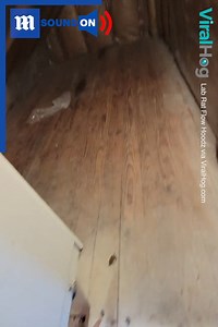 12M views · 48K reactions | You never know what’s hiding behind a shelf! 勞 Via ViralHog | Daily Mail Video | Facebook