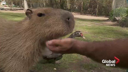 Capybaras eat bananas at Kelowna animal farm