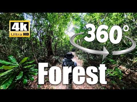 4K 360° VR Ancient Forest Walking Tour - Virtual Reality Nature Hike ASMR