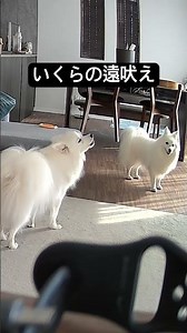 いくら の 遠吠え #dog #日本スピッツ #吠える