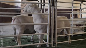 Three stout white Dorper rams move through chute at public auction