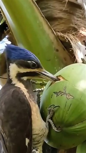 Why Is This Woodpecker Drinking Coconut Water?