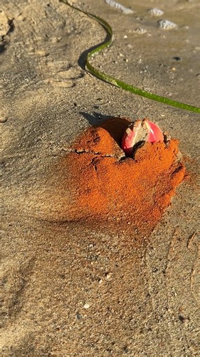 5.8K views · 3 comments | Paprika Reacts With The Lake's Minerals To Draw Them Out!  #crustacean #biodiversity #comedyreels Produced by Network Media and Steve J. | Smells Good | Facebook