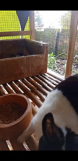 peetanda apa ini bolo kelinci dutch saya ko nyabutin bulu🤭🐰 | Ramdani