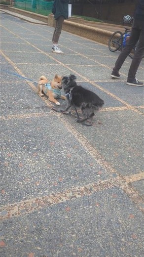 Pup Meets 17yr Old Dog #puppy #explore #reels #schnoodles #schnauzer #seniordog