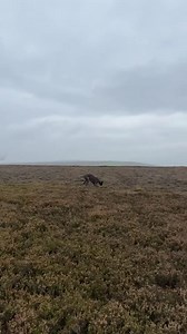 92K views · 828 reactions | Not many get away from this lad #ferrets #rabbit #rabbiting #PestControl #outdoors #winter | Yorkshire ferreting and lamping | Facebook