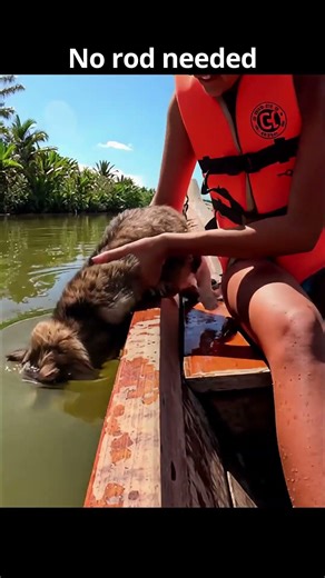Owner had no idea cat would do this #shorts #funny #viral