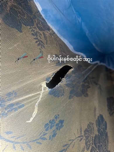 оригинальный звук - Omega 🍋Lemon🍋 ပါဝင်သည့် .Pyae.Sone. (@drake5382) ၏ ဗီဒီယိုများ