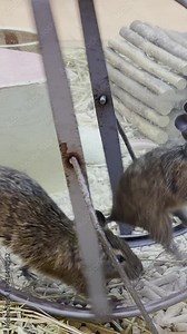 Two young rats running in a running wheel in a cage, slow motion. Vertical video