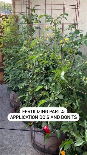 Fertilizing Part 4: Application Do’s and Don’ts I already talked about the difference between organic and synthetic fertilizer, broke down NPK and looked at liquid vs granular fertilizer. Today I’m sharing do’s and don’ts for fertilizing your garden effectively. Do: 🌱 Follow Instructions: always follow instructions on the label for proper application rates and timing! 🌱 Water Before Application: ensure the soil is moist before applying fertilizer to help prevent root burn and promote nutrient 