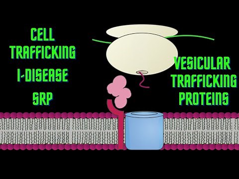 USMLE Step 1 - Lesson 19 - Cell trafficking, I disease, SRPs, and Vesicular trafficking proteins